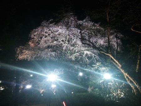 六義園のしだれ桜(1)/2015.3.26