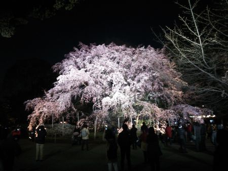 六義園のしだれ桜(3)/2015.3.26