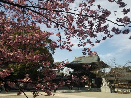 寒川神社の桜(1)/2015.3.28