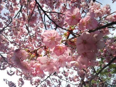 寒川神社の桜(2)/2015.3.28