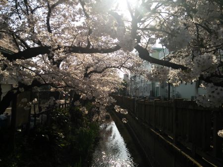 川崎・二ヶ領用水 宿河原の桜並木(3)/2015.3.30