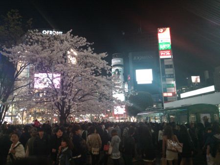 渋谷・ハチ公前の桜(2)/2015.3.30
