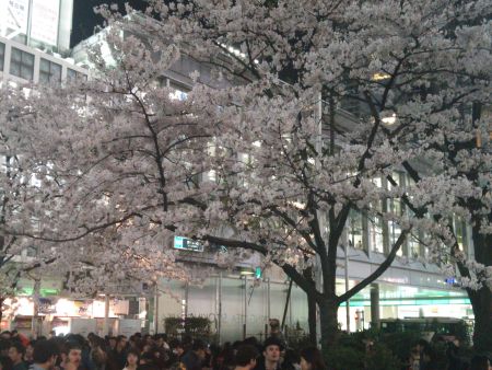 渋谷・ハチ公前の桜(3)/2015.3.30