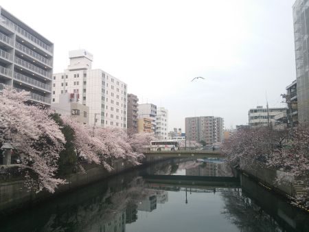 大岡川の桜(3)/2015.4.1