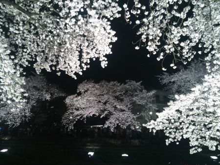 調布・野川の桜のライトアップ(1)/2015.4.2