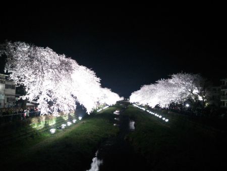 調布・野川の桜のライトアップ(3)/2015.4.2