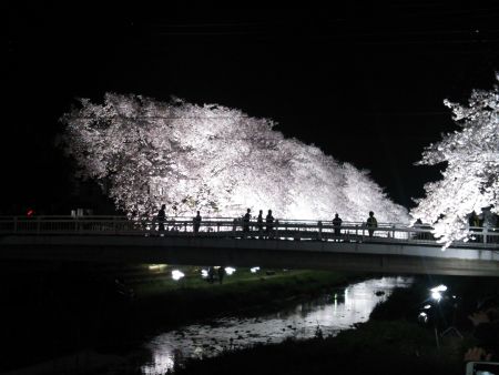 調布・野川の桜のライトアップ(5)/2015.4.2