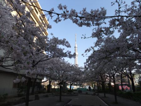 山谷堀公園の桜と東京スカイツリー/2015.4.2