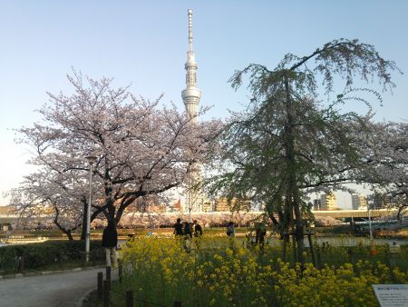 隅田公園の桜と東京スカイツリー(1)/2015.4.2