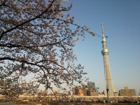 隅田公園の桜と東京スカイツリー(2)/2015.4.2