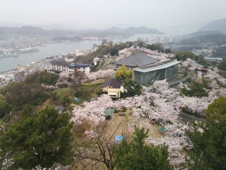 尾道・千光寺公園の桜(1)/2015.4.3
