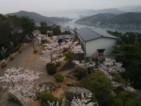 尾道・千光寺公園の桜(2)/2015.4.3