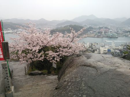 尾道・千光寺公園の桜(3)/2015.4.3