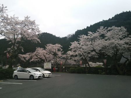 出雲湯村温泉の桜(1)/2015.4.4