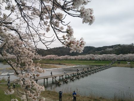 願い橋と桜(1)/2015.4.4