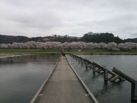願い橋と桜(2)/2015.4.4