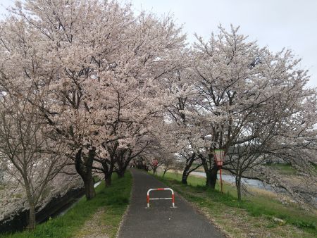三刀屋川の桜並木(1)/2015.4.4