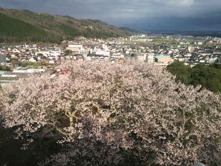 三次・尾関山公園の桜(2)/2015.4.5