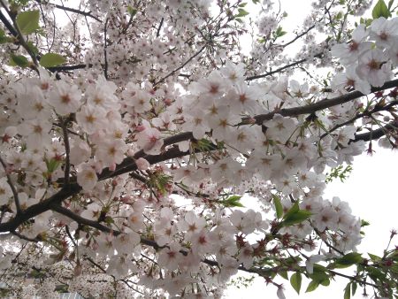 大岡川の桜(2)/2015.4.10