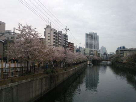 大岡川の桜(3)/2015.4.10