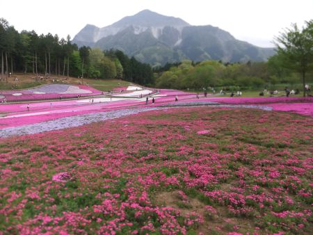 秩父・羊山公園の芝桜(1)/2015.4.24