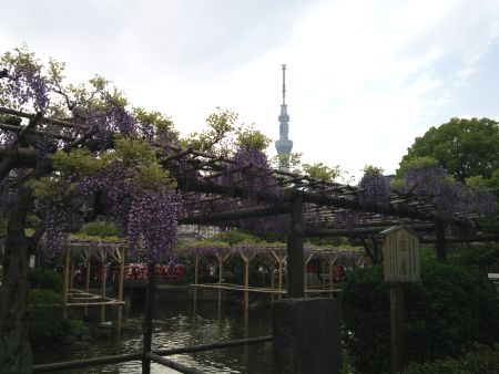 亀戸天神社の藤(1)/2015.4.25