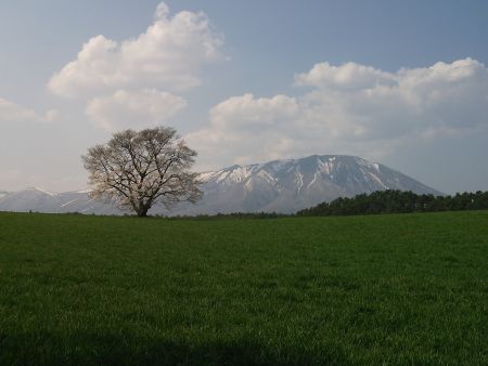 小岩井農場の一本桜(2)/2015.4.29