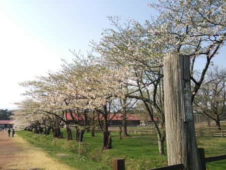小岩井農場の桜(1)/2015.4.29