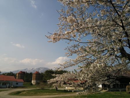 小岩井農場の桜(2)/2015.4.29