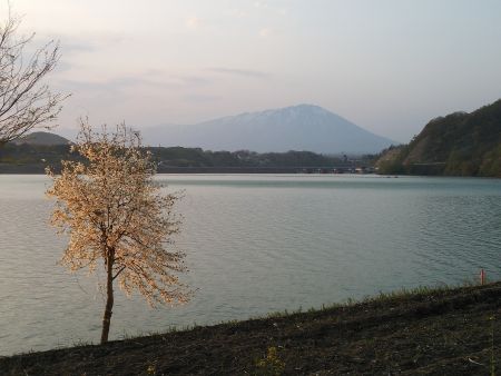 御所湖と桜と岩手山/2015.4.29