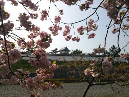 松前城の桜(1)/2015.5.1