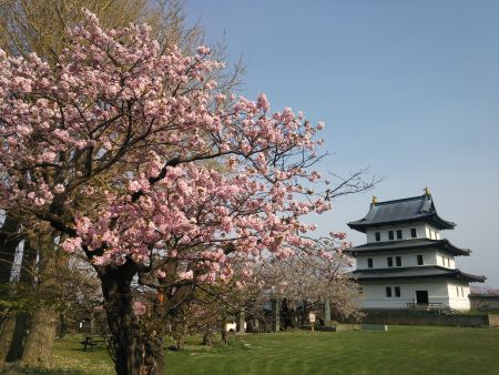 松前城の桜(2)/2015.5.1