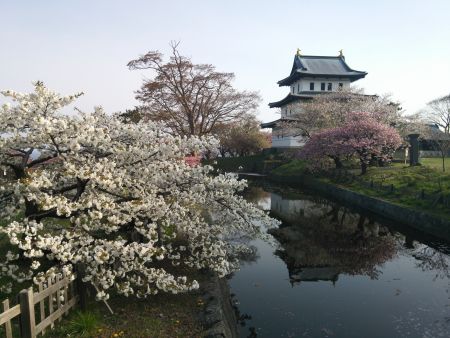 松前城の桜(3)/2015.5.1
