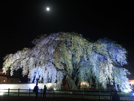 法亀寺のしだれ桜 ライトアップ(1)/2015.5.1