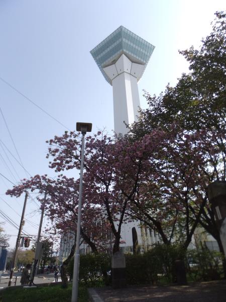 五稜郭タワーと八重桜/2015.5.2