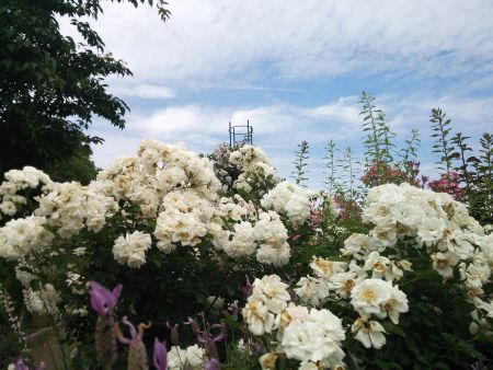花菜ガーデンのバラ(1)/2015.5.24