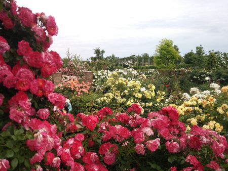 花菜ガーデンのバラ(3)/2015.5.24