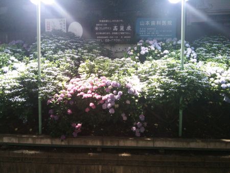 井の頭線 東松原駅 あじさいのライトアップ(2)/2015.6.12