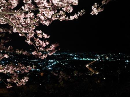 松田町・西平畑公園の河津桜 ライトアップ(3)/2016.2.26