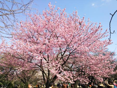新宿御苑の早咲きの桜(1)/陽光/2016.3.21