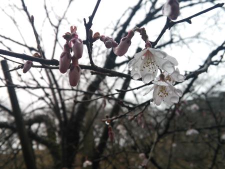 多摩森林科学園 サクラ保存林の桜(1)/マメザクラ/2016.3.24