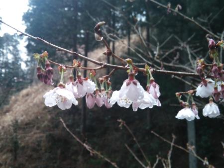多摩森林科学園 サクラ保存林の桜(2)/ヤブザクラ/2016.3.24