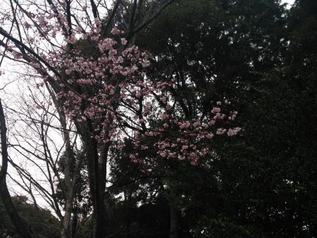 多摩森林科学園 サクラ保存林の桜(4)/高遠小彼岸桜/2016.3.24