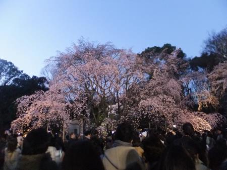 六義園のしだれ桜(2)/2016.3.26