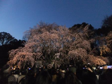 六義園のしだれ桜(3)/2016.3.26
