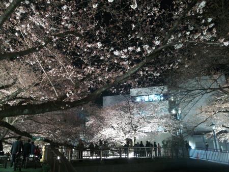 東宝スタジオ前の桜ライトアップ(4)/2016.3.29