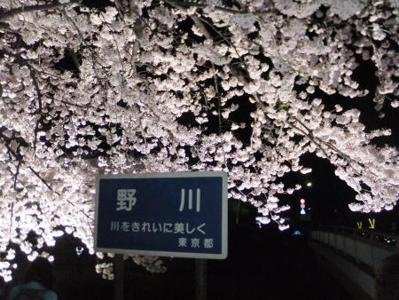 調布・野川の桜のライトアップ(1)/2016.4.5