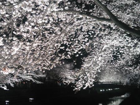 調布・野川の桜のライトアップ(4)/2016.4.5