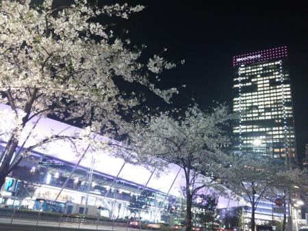 東京駅八重洲口の桜(2)/2016.4.6
