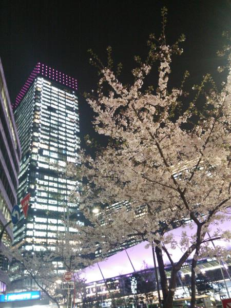 東京駅八重洲口の桜(3)/2016.4.6